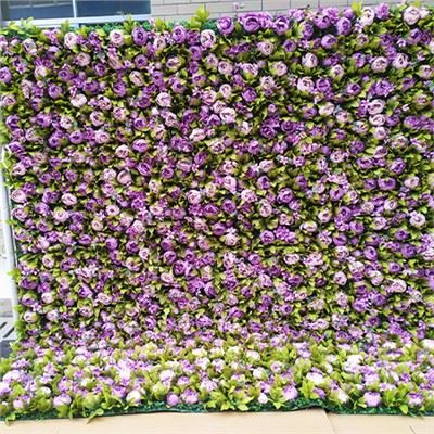 กำแพงดอกไม้สีม่วง
